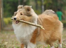 喜乐蒂牧羊犬怎样训练喜乐蒂牧羊犬训练要点