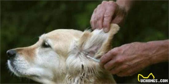 金毛犬体臭严重？快检查来源是不是这些地方