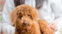 泰迪犬的八大优点，看完我也有想养一只的冲动