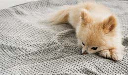 犬拉稀不弄清楚原因后果很严重