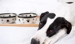 狗狗挑食怎么办？