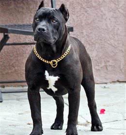 世界上最强的护卫犬，无非就是这5种，猛犬中的五虎上将