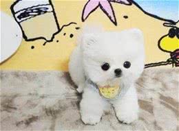 世界上体型最小的5种狗狗，博美犬上榜，第一位能装进茶杯里！