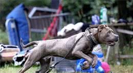 中国本土五中大型犬，都看看有哪些