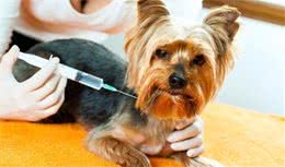犬疫苗的接种！划重点啦！几分钟带你了解狗狗疫苗的接种