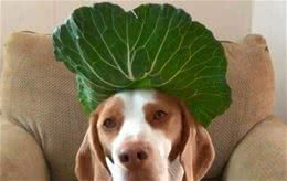 清点狗狗能吃的8种蔬菜，爱吃与否，全看缘分