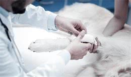 养了这么多年的狗，才知道犬受伤应当这样处置