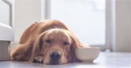 到底该不应给狗吃零食呢？