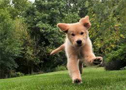 狗狗独自坐车被交警拦路，交警：你的车被扣留！狗狗：找我负责人