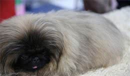 慈禧太后最爱的犬种—京巴犬