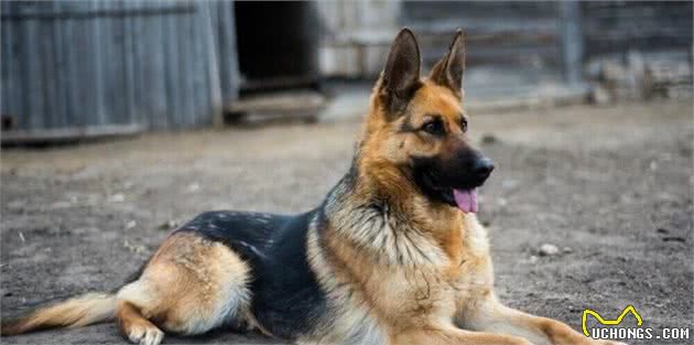 德国牧羊犬很“危险”，我劝你不要养，都是过来人“血的教训”
