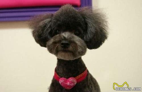 百变之王—贵宾犬的不同造型，你最喜欢哪一种？