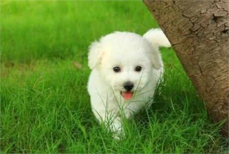 Morgreen：比熊犬的4个缺陷，爱我你怕了吗？
