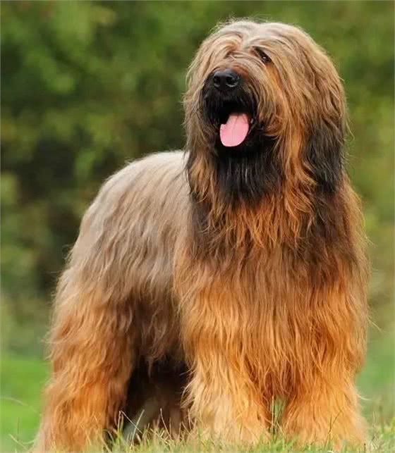 百科犬说之伯瑞犬