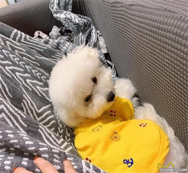比熊犬泪痕严重，记住“3不吃、3多吃”，泪痕自然不会来打搅