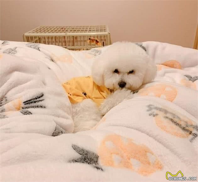 比熊犬泪痕严重，记住“3不吃、3多吃”，泪痕自然不会来打搅
