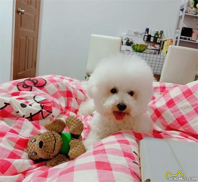 比熊犬泪痕严重，记住“3不吃、3多吃”，泪痕自然不会来打搅