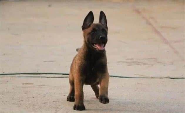 「马犬的性格特点」马犬性格好不好？