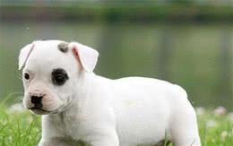 解读“牛头梗犬”，斗牛犬中最为凶狠的品种，曾经却是忠诚的家宠