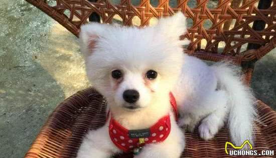 博美犬太难养了,告诉你16个不能养博美犬的理由