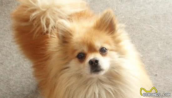 博美犬太难养了,告诉你16个不能养博美犬的理由
