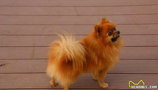 博美犬太难养了,告诉你16个不能养博美犬的理由