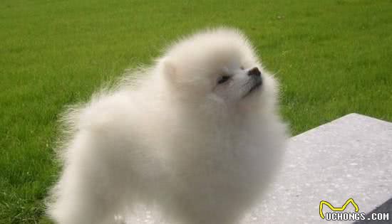 博美犬太难养了,告诉你16个不能养博美犬的理由
