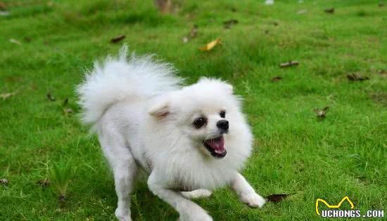 博美犬太难养了,告诉你16个不能养博美犬的理由