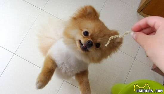 博美犬太难养了,告诉你16个不能养博美犬的理由