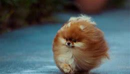 博美犬太难养了，告诉你16个不能养博美犬的理由