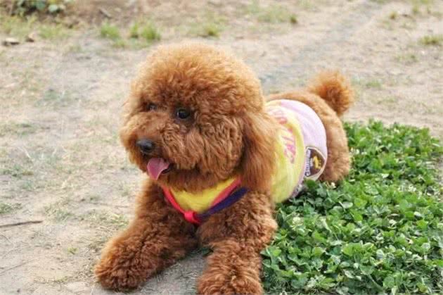 泰迪犬“退色”有救了，跟我学一招，固色留香，美毛祛螨
