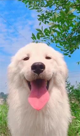 狗狗来大姨妈怎么办？怎样处置才是正确