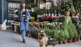 在国外爆火的6种中国犬，网友：咱家狗为国争光了