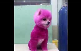 新品种紫红色汪？询问才发现因新鲜感而将狗狗染色！简直丧心病狂
