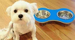 来自狗狗的拷问：主人，你的饭碗每天吃完都洗，我的饭盆洗了吗？