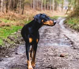 狗狗四肢僵硬检查发现患骨关节炎？宠主平时该做好哪些预防工作