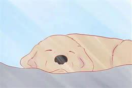 如何给狗狗剪趾甲