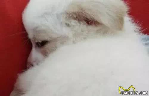 狗肠炎的有哪些症状？怎么治？