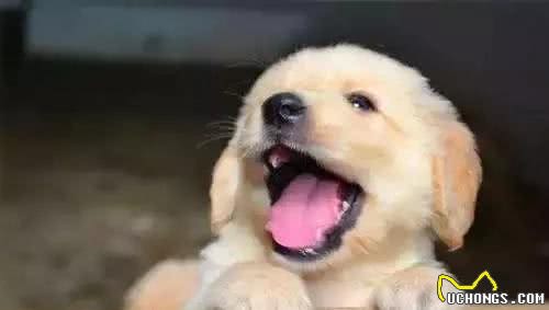 狗肠炎的有哪些症状？怎么治？