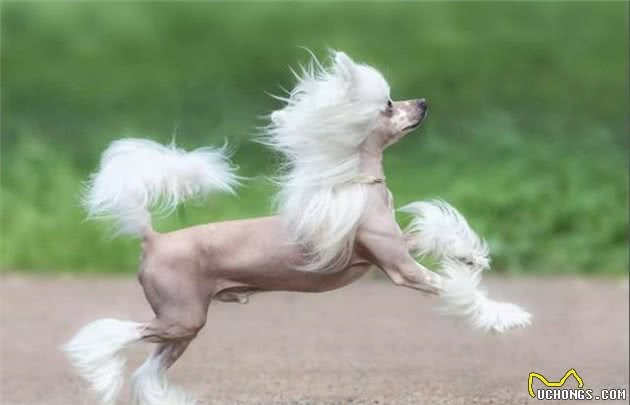 世界最稀有的狗狗之一，无毛犬中国冠毛犬，网友戏称是最丑的狗狗