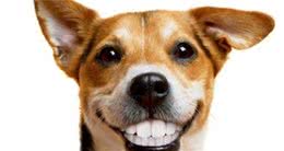 犬牙齿全掉光了，不一定是老了，可能患了这些牙科疾病