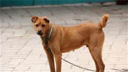 悲痛！这5种中华犬或因禁养，将消失在华夏大地