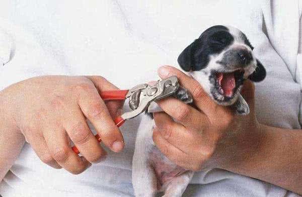 宠物犬脚毛过长不剃，危害居然这么大！狗狗的脚毛过长有什么危害