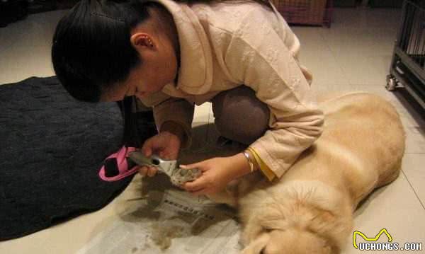 宠物犬脚毛过长不剃，危害居然这么大！狗狗的脚毛过长有什么危害