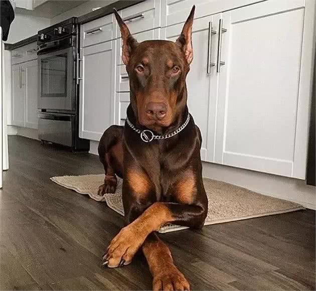 我是迷你品，才不是杜宾犬的复制品，跟小鹿犬更没什么关系！