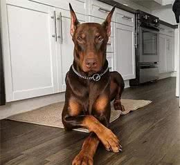 我是迷你品，才不是杜宾犬的复制品，跟小鹿犬更没什么关系！