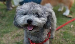 泰迪犬的这8大颜色，你最喜欢哪一种？