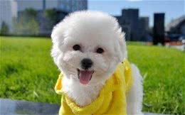 让我告诉你，一只纯种的“比熊犬”大约多少钱，别买贵了