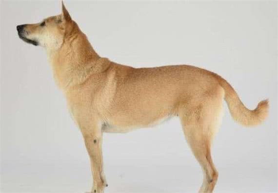 中华田园犬（土狗）的七大优点