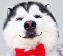 冬季养犬注意事项